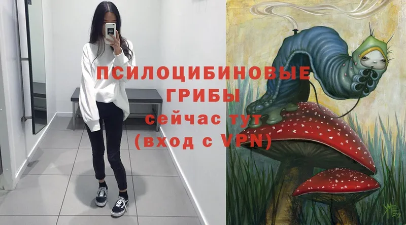 хочу наркоту  Североуральск  Псилоцибиновые грибы Magic Shrooms 